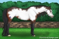 Horse Color:Bay Frame