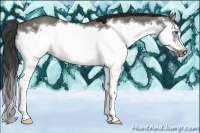 Horse Color:Grullo Sabino Splash Frame 