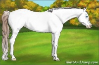 Horse Color:White Spotted Chestnut Splash 