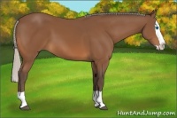 Horse Color:Silver Bay Splash 