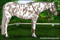 Horse Color:Chocolate Palomino Ice Appaloosa 