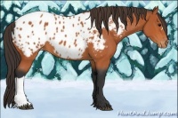 Horse Color:Bay Appaloosa 