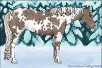 Horse Color:White Spotted Silver Smoky Black Appaloosa 