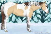 Horse Color:Bay Dun Splash Tobiano Appaloosa