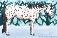 Horse Color:Bay Tobiano Appaloosa 