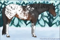 Horse Color:Brown Tobiano Appaloosa 