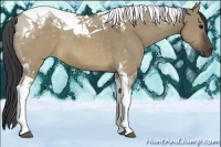 Horse Color:Brown Dun Tobiano 