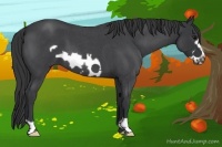 Horse Color:Blue Roan Frame 