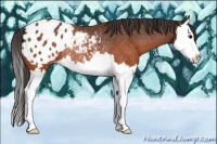 Horse Color:Brown Splash Appaloosa Rabicano