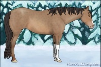 Horse Color:Sable Champagne 