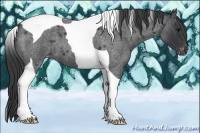 Horse Color:Blue Roan Tobiano Varnish