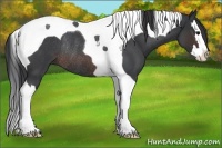 Horse Color:Brown Roan Splash Tobiano Rabicano 