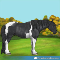 Horse Color:Black Tobiano Rabicano