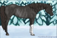 Horse Color:Liver Chestnut Rabicano 