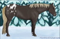 Horse Color:Liver Chestnut Appaloosa 