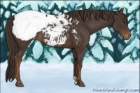 Horse Color:Liver Chestnut Snowcap Rabicano 