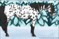 Horse Color:Liver Chestnut Frame Appaloosa Rabicano 