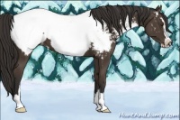 Horse Color:Liver Chestnut Sabino Appaloosa 