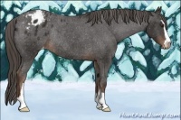 Horse Color:Liver Chestnut Sabino Blanket Rabicano 