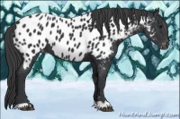 Horse Color:Black Appaloosa 