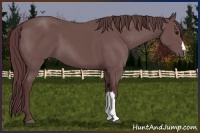 Horse Color:Chocolate Black
