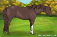 Horse Color:Chocolate Black 