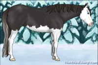 Horse Color:Liver Chestnut Splash 