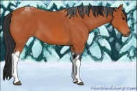 Horse Color:Bay Tobiano 