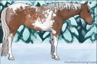Horse Color:Silver Brown Tobiano Rabicano