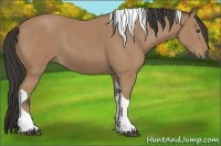 Horse Color:Buckskin Tobiano