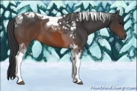 Horse Color:Brown Tobiano 