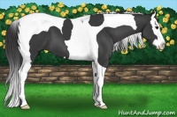 Horse Color:Black Splash Tobiano