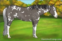 Horse Color:White Spotted Smoky Grullo Splash 