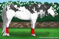 Horse Color:White Spotted Blue Roan Splash 