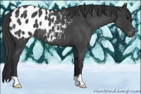 Horse Color:Blue Roan Appaloosa 