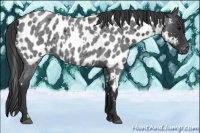 Horse Color:White Spotted Blue Roan Near Leopard