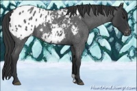Horse Color:Blue Roan Appaloosa 