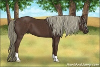 Horse Color:Liver Chestnut 