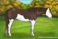 Horse Color:Liver Chestnut Splash 
