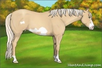 Horse Color:Gold Cream Champagne Roan Frame 