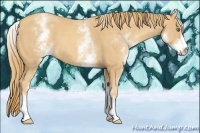 Horse Color:White Spotted Gold Champagne