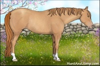 Horse Color:Gold Champagne Rabicano