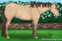 Horse Color:Amber Champagne 