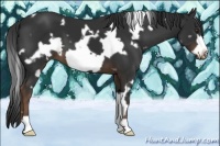 Horse Color:White Spotted Liver Chestnut Frame 