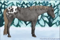 Horse Color:Liver Chestnut Appaloosa 
