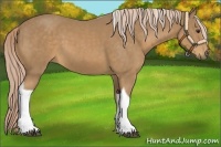 Horse Color:Palomino Tobiano Rabicano