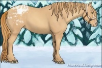 Horse Color:Gold Champagne Appaloosa