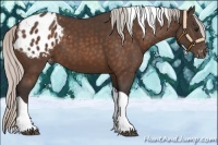 Horse Color:Silver Brown Tobiano Blanket 