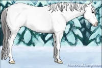 Horse Color:White Spotted Blue Roan Splash Near Fewspot