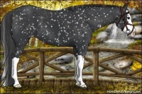 Horse Color:Black Splash Appaloosa 